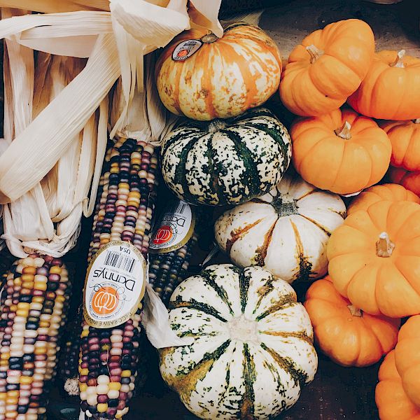 The image shows a collection of colorful Indian corn and a variety of pumpkins and gourds, predominantly in orange, white, and green hues.